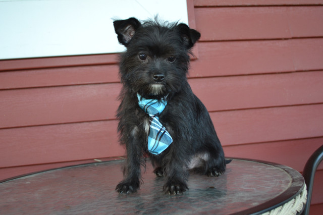 Shih-Tzu mâle aussi Morkie mâle dans Chiens et chiots à adopter  à Sherbrooke - Image 2