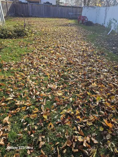 Fall Cleanup – Leaves, Lawn & Fertilizing – Free Weed Control, View more