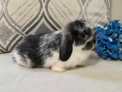 Holland lop baby bunny rabbit Buck, View more