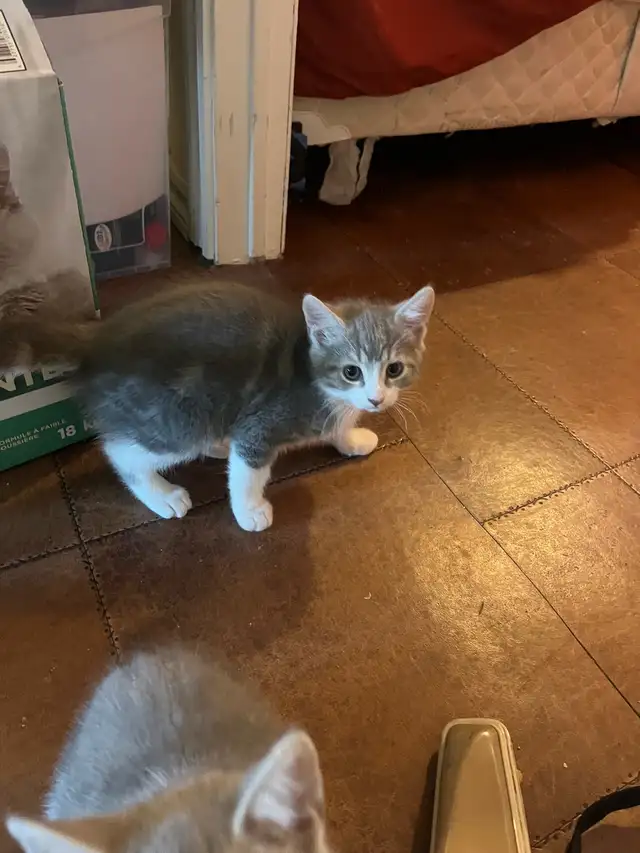 chaton à adopter  in Cats & Kittens for Rehoming in Laurentides - Image 3