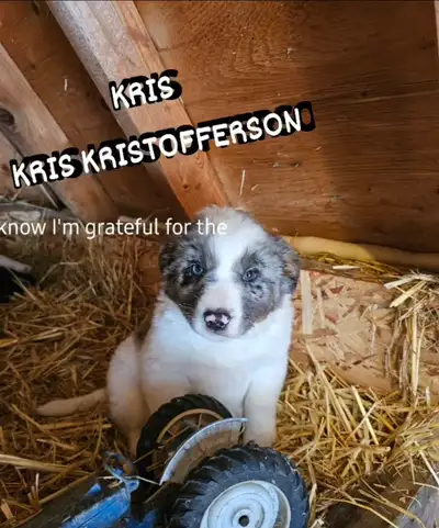 Puppies Aussie Blue, View more