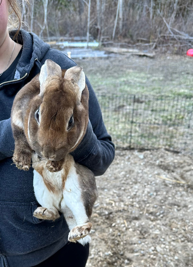 Bunnies for rehoming  in Small Animals for Rehoming in Quesnel