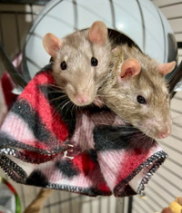 Male Rats