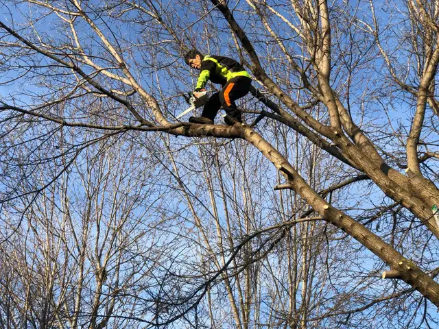 TOP-RATED TREE SERVICE IN GTA – FAST, SAFE & AFFORDABLE! in Lawn, Tree Maintenance & Eavestrough in City of Toronto - Image 5