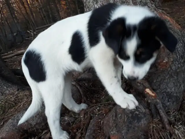 BORDER COLLIE/ LAB in Dogs & Puppies for Rehoming in Muskoka - Image 9