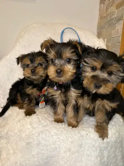 Beautiful Male & Female Toy Yorkies, View more