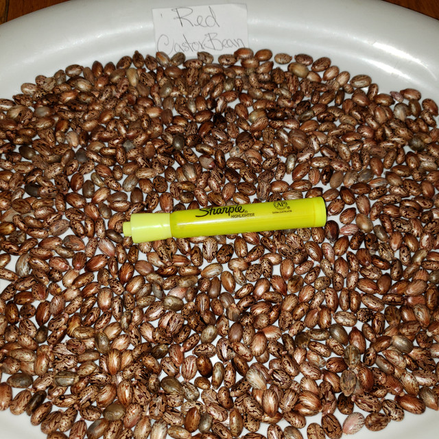 Red Castor Bean Seeds in Plants, Fertilizer & Soil in London - Image 2