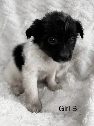 Chi Weenie, View more