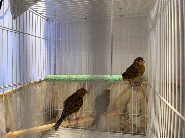 Birds/Canary in Birds for Rehoming in Burnaby/New Westminster - Image 4