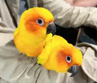 Two Young Sun Conures