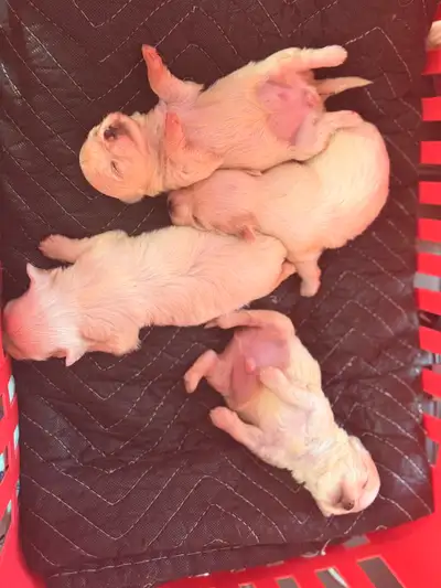 mini maltese puppies, View more