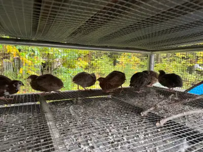 Celadon Coturnix Roo’s, View more