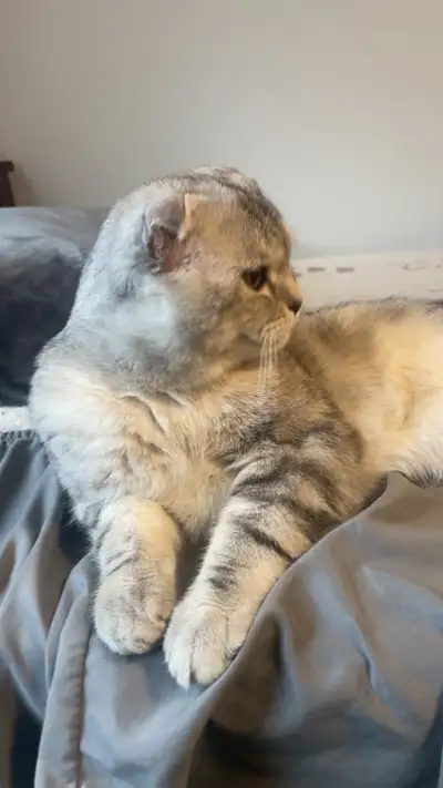 British shorthair male cat, View more