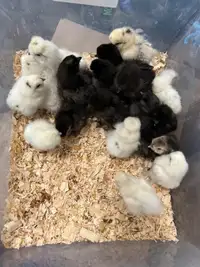 Silkie chicks 