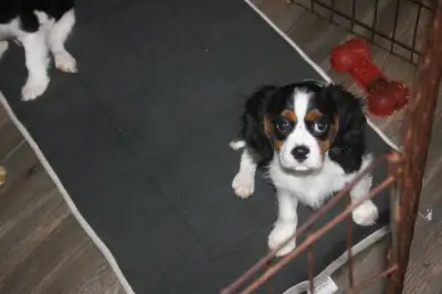 pure race nee 30-01 2025 Cavalier king charle 1 male il as ete verifier par veterinaire elle as sont...