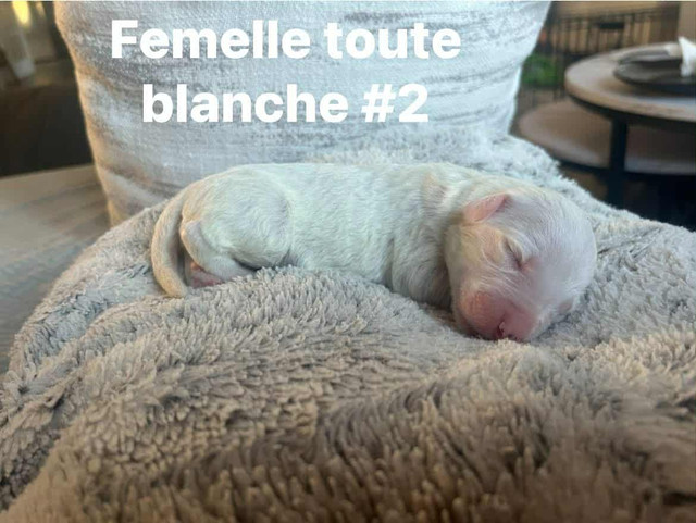 Berger anglais dans Chiens et chiots à adopter  à Lanaudière - Image 4