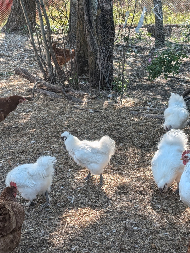 Beautiful Silky Roosters in Birds for Rehoming in Strathcona County - Image 3