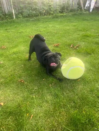 Pug for Rehoming, View more