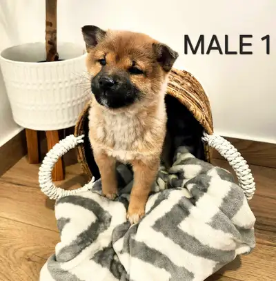 Shiba inu Puppies, View more