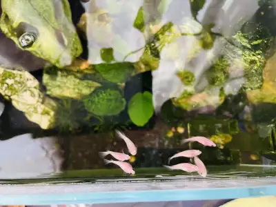 Cherry Shrimp Brine Shrimp For Betta Fish Best Betta Eating Shrimp New Arrivals