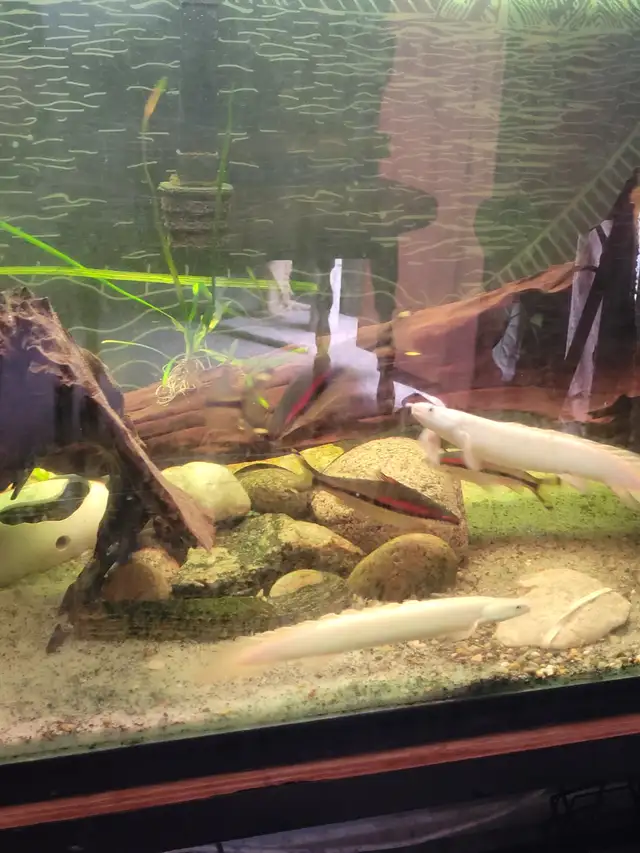 Pair of platinum senegal bichirs in Fish for Rehoming in London - Image 3