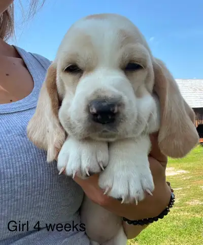 Bassett Hound Puppies, View more