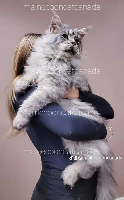 GIGANTIC MAINE COONS, View more