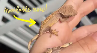 1x Partial Pinstripe Harlequin with Dalmatian spots Hatched Jan 21st 2025 Not sexed Eating well and...