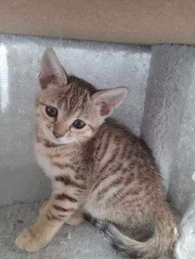 Savannah kittens, View more