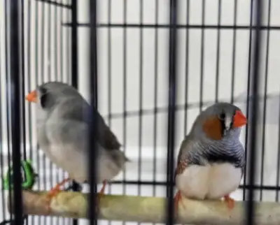 Available in pairs, $15 each (market price $40 to $50 !!! See the pictures how crazy the price in pe...