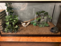 Crested Gecko Terrarium