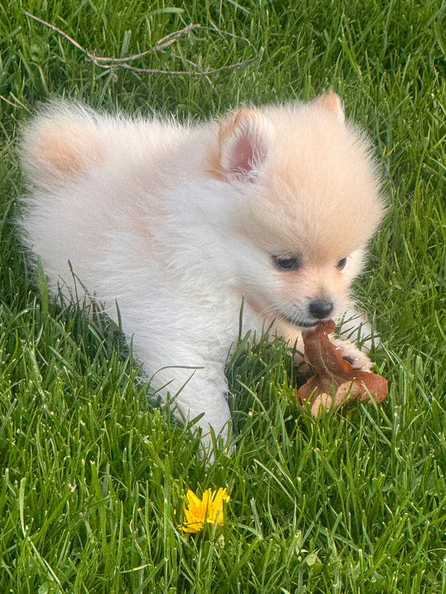  Purebred mini Pomeranians  in Dogs & Puppies for Rehoming in Mississauga / Peel Region - Image 2
