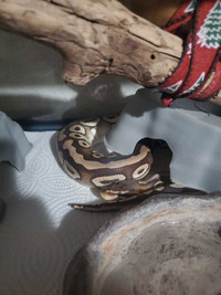 Mojave ball python