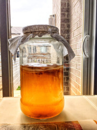 Kombucha starter / Scoby