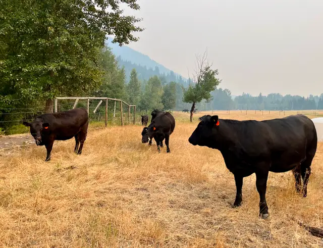 Four Bred Angus-cross Yearling Heifers in Livestock in Vernon - Image 10