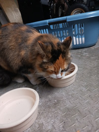 Calico cat found in Glen Cairn Kanata 03 Mar 2024