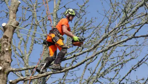 TREE REMOVAL TREE SERVICE628632199372831227