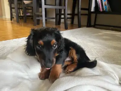 Mini dachshunds make the perfect little companion. Our beautiful long-haired miniature dachshund pup...