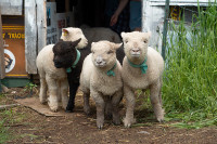 Adorable Registered Babydoll Lambs for Sale