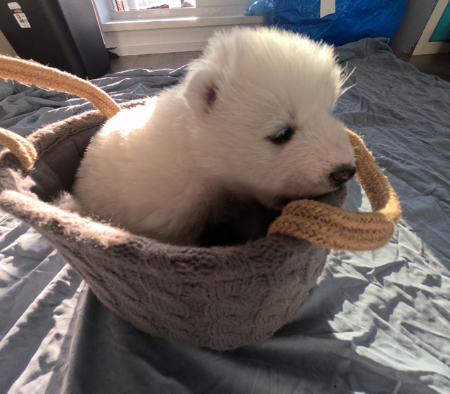 Samoyed Puppies for sale in Vancouver in Dogs & Puppies for Rehoming in Burnaby/New Westminster - Image 4
