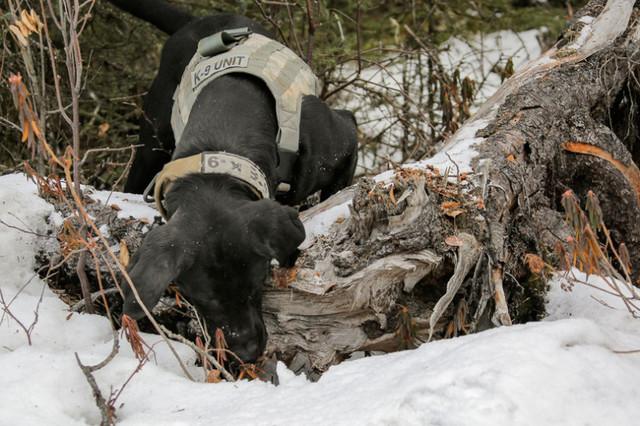 Dog Training - Search-and-rescue Tracking in Animal & Pet Services in Saint John - Image 3