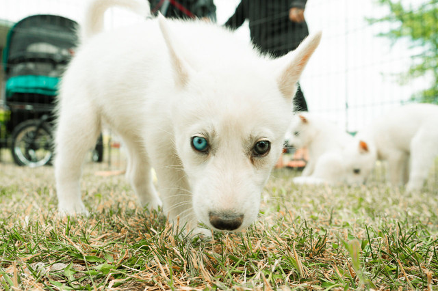 Your Dog’s Home Away From Home—Fun, Training & Care All in One! in Animal & Pet Services in City of Toronto - Image 4