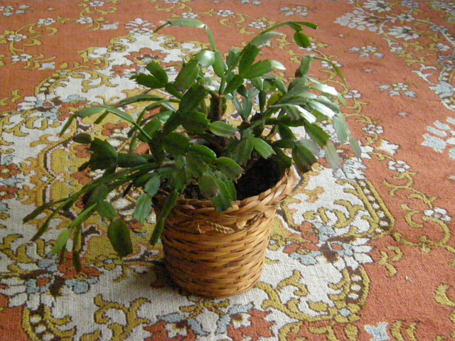 House plants in Other in Markham / York Region - Image 3