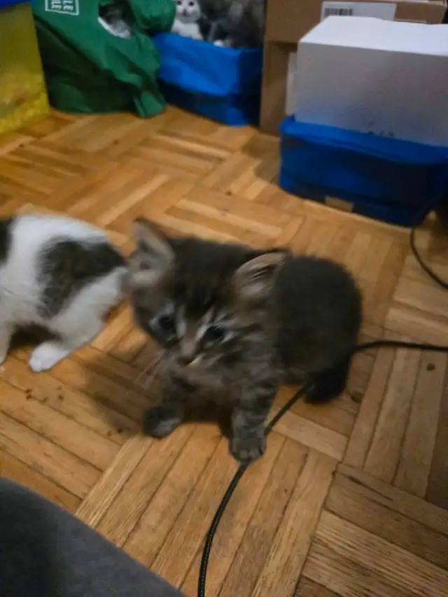 ragdoll cross siberian kittens