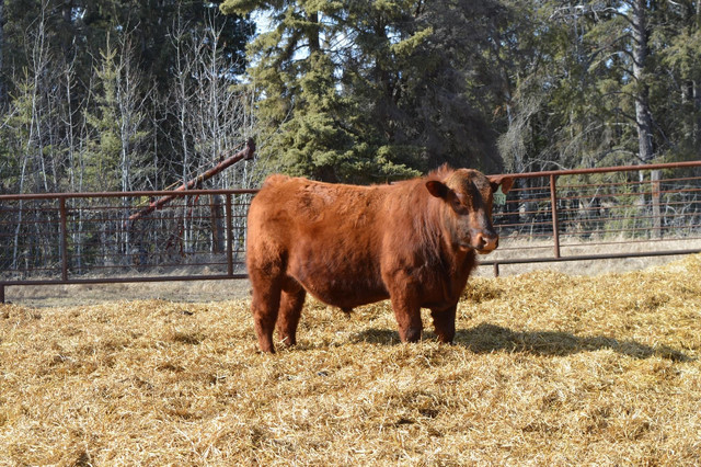 Red Angus Yearling Bulls in Livestock in Prince Albert - Image 3