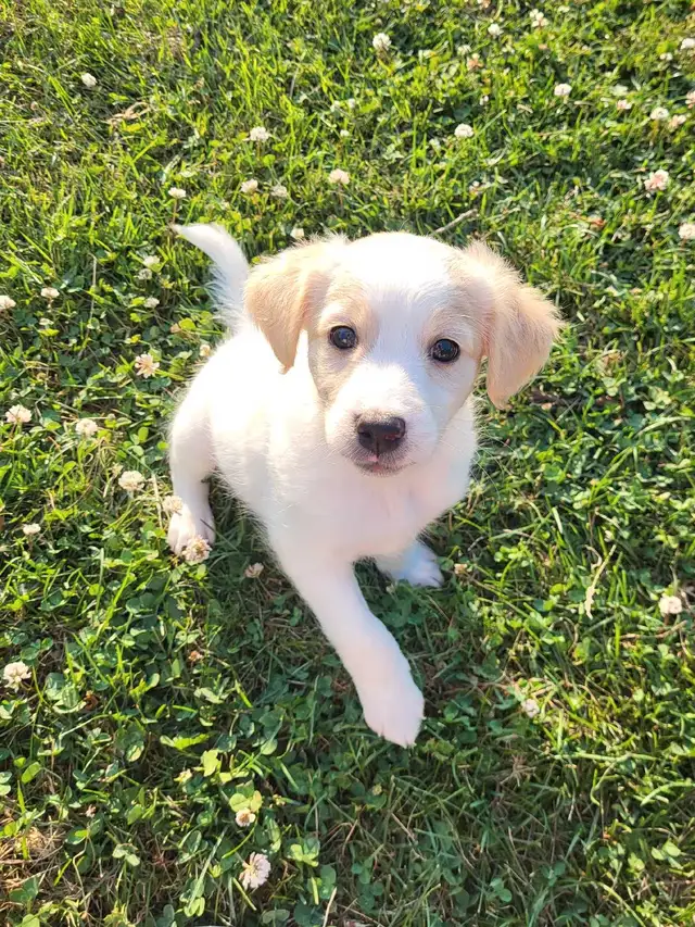 Labradoodle x Bordercollie puppies in Dogs & Puppies for Rehoming in St. Catharines - Image 2