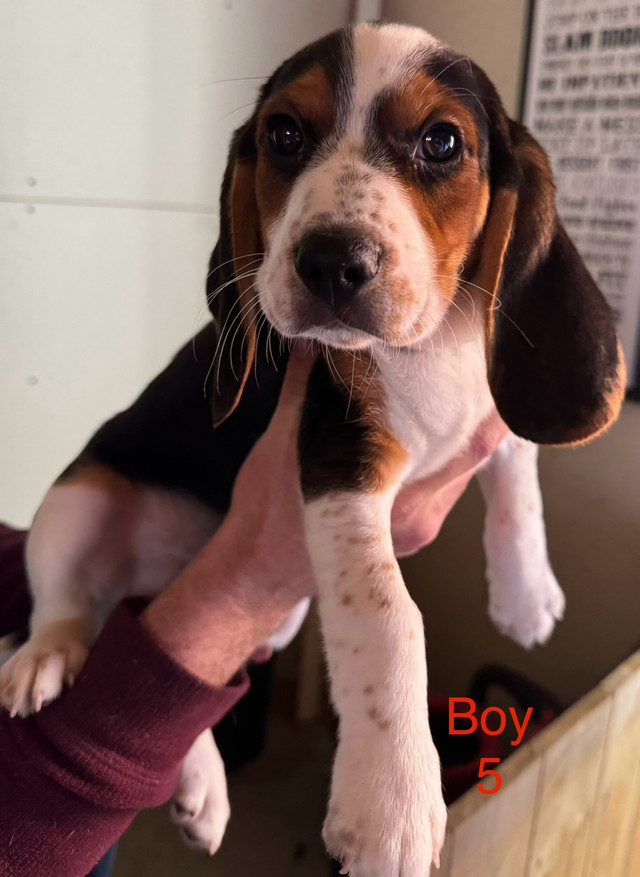 Beagle puppies 2 left!!!! in Dogs & Puppies for Rehoming in City of Halifax