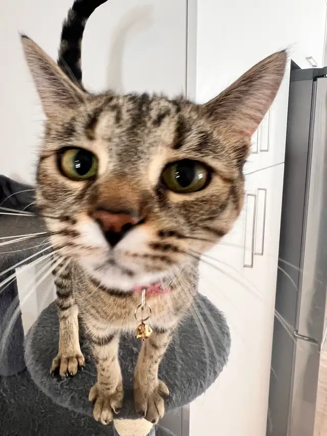 female cat to be rehomed.  in Cats & Kittens for Rehoming in Moncton - Image 6