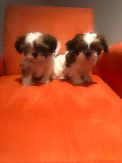 Shih Tzu, View more