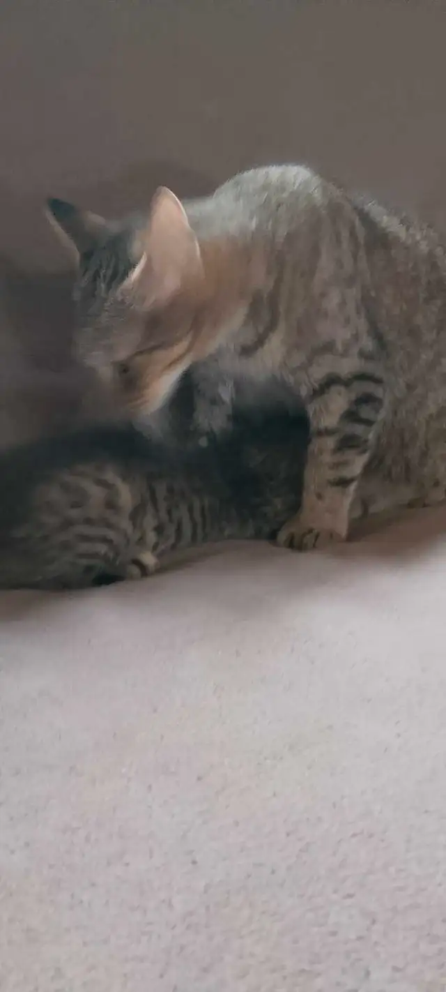 *Chaton Femelle* 8 semaines prête @ partir !! in Cats & Kittens for Rehoming in Laval / North Shore - Image 3